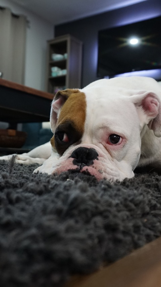 What is the Best Flooring for Pets?